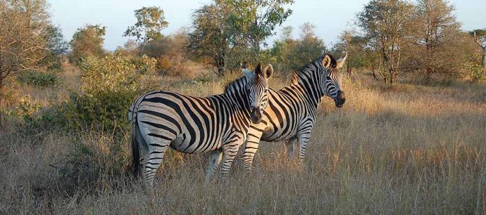 Afrika'da Safari Yerleri - Kruger Milli Parkı
