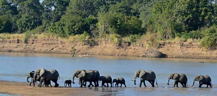 Afrika'da Safari Yerleri - Güney Luangwa Milli Parkı