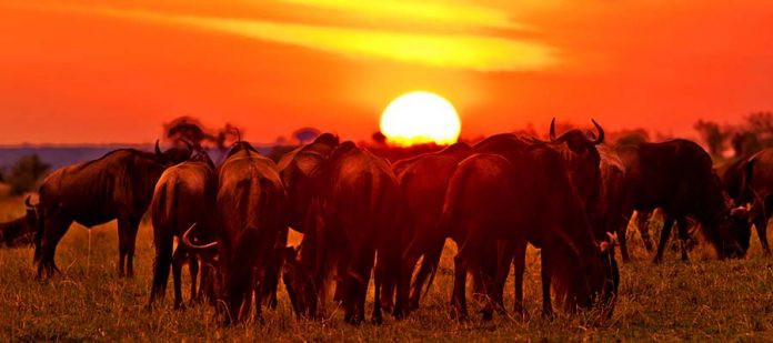 Afrika'da Safari Yerleri - Masai Mara Milli Parkı