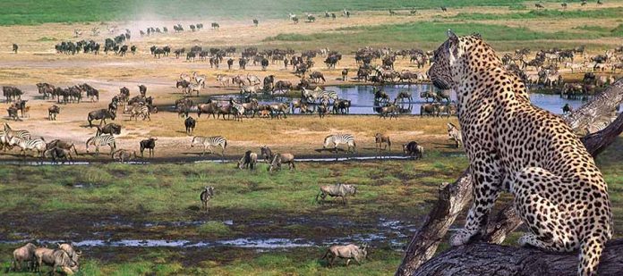Afrika'da Safari Yerleri - Ngorongoro