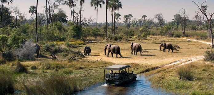 Afrika'da Safari Yerleri - Okavango Deltası
