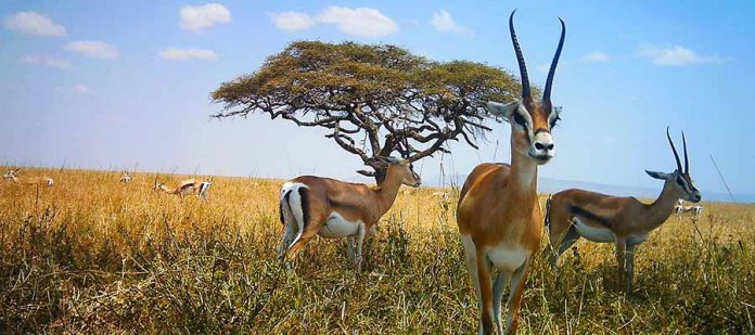 Afrika'da Safari Yerleri - Serengeti Milli Parkı