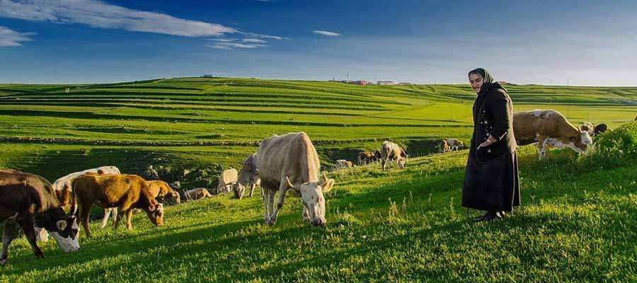 ardahan-yayla