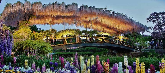 Japonya - Ashikaga Çiçek Parkı
