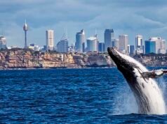 Kış Aylarında Gezmek için En Güzel Şehirler Kış Aylarında Gezilebilecek Yerler - Avustralya - Sydney - Balina