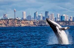 Kış Aylarında Gezmek için En Güzel Şehirler Kış Aylarında Gezilebilecek Yerler - Avustralya - Sydney - Balina